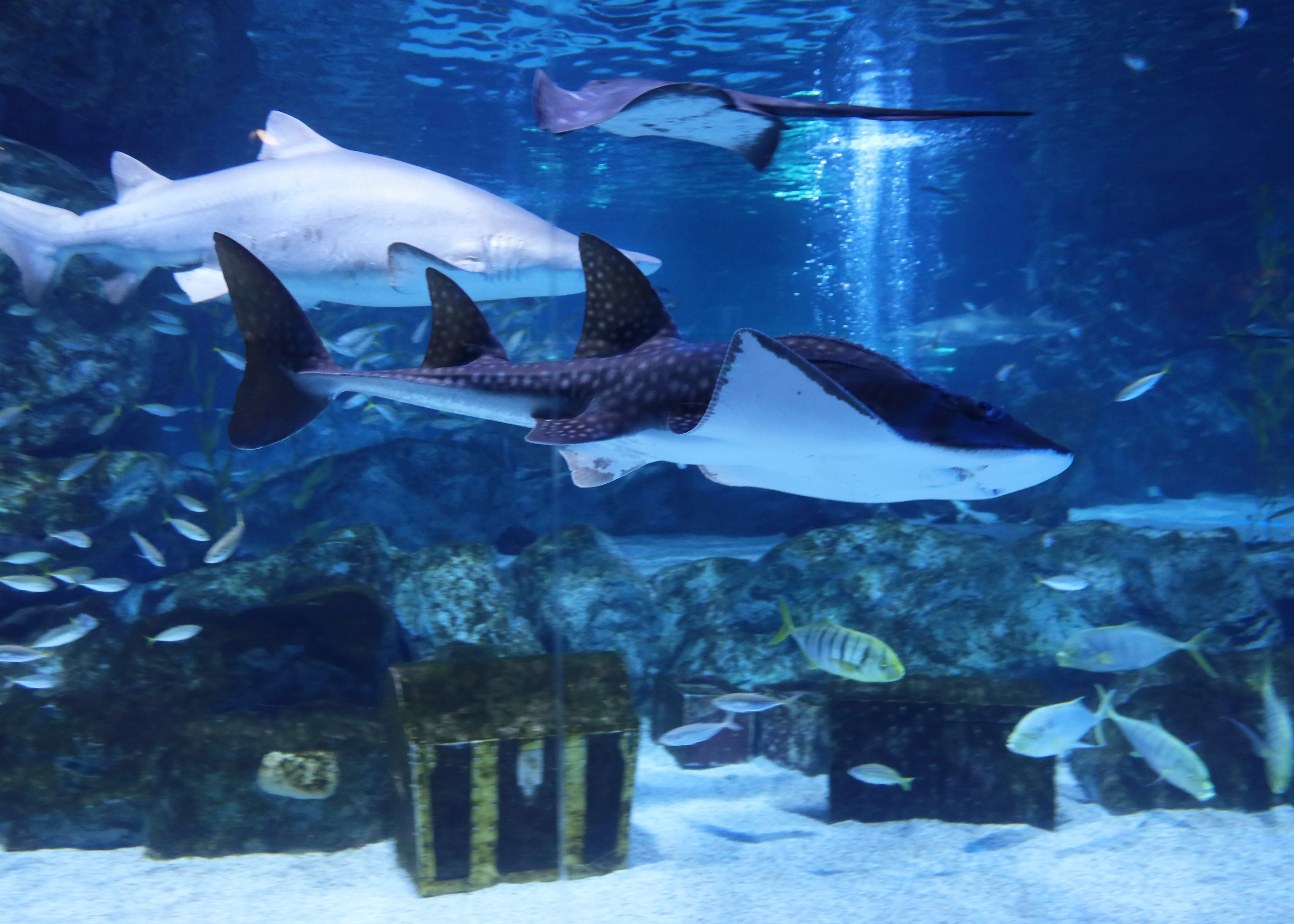Shark ray at SEA LIFE COEX, Seoul Aquarium