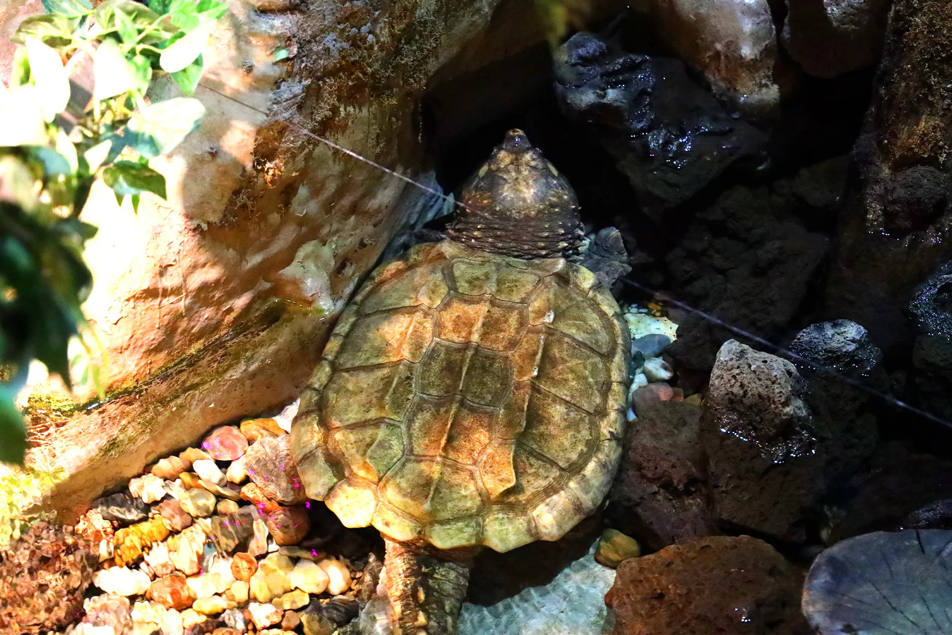 Alligator snapping turtle at SEA LIFE COEX, Seoul Aquarium