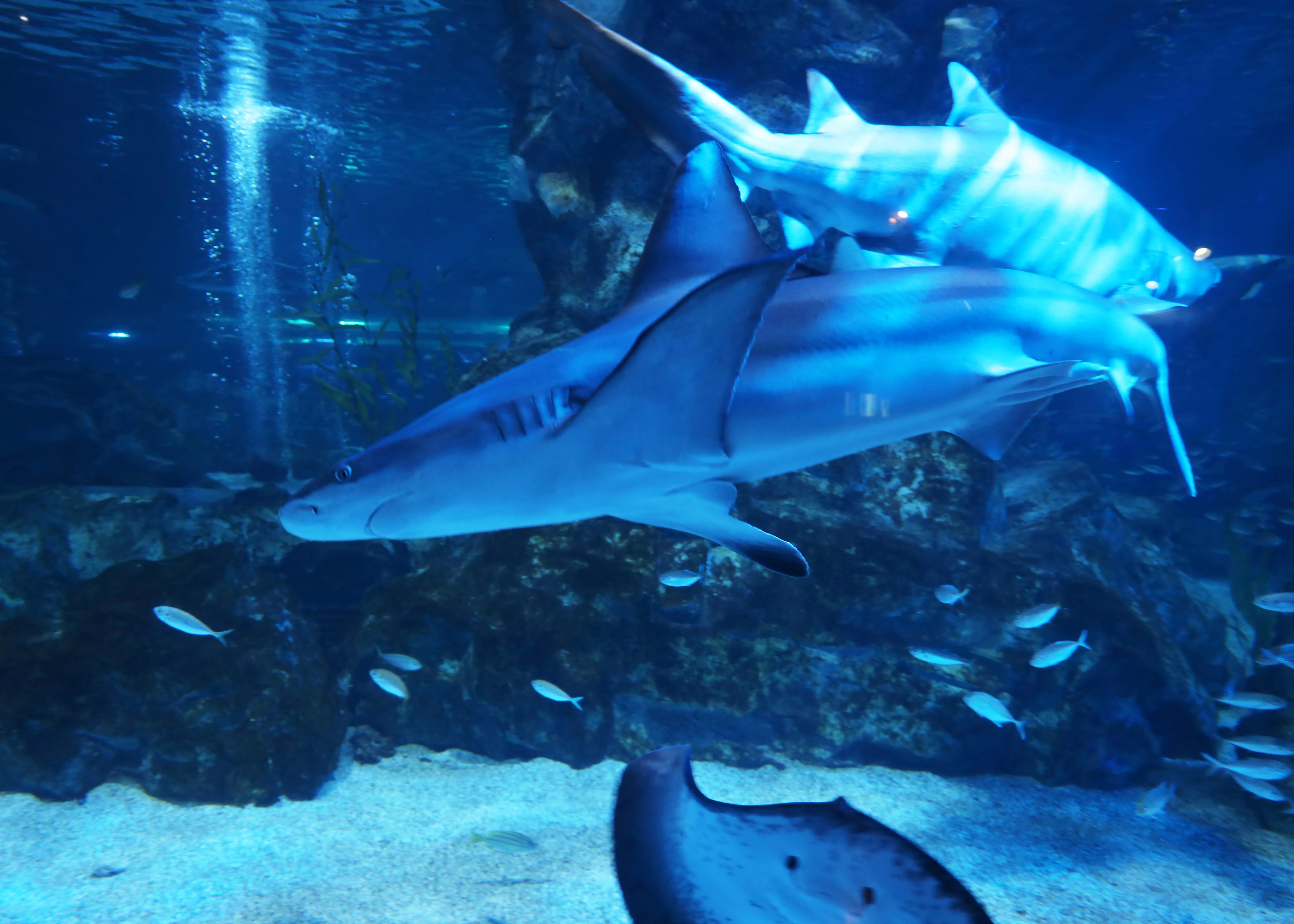 Sandbar shark at SEA LIFE COEX, Seoul Aquarium