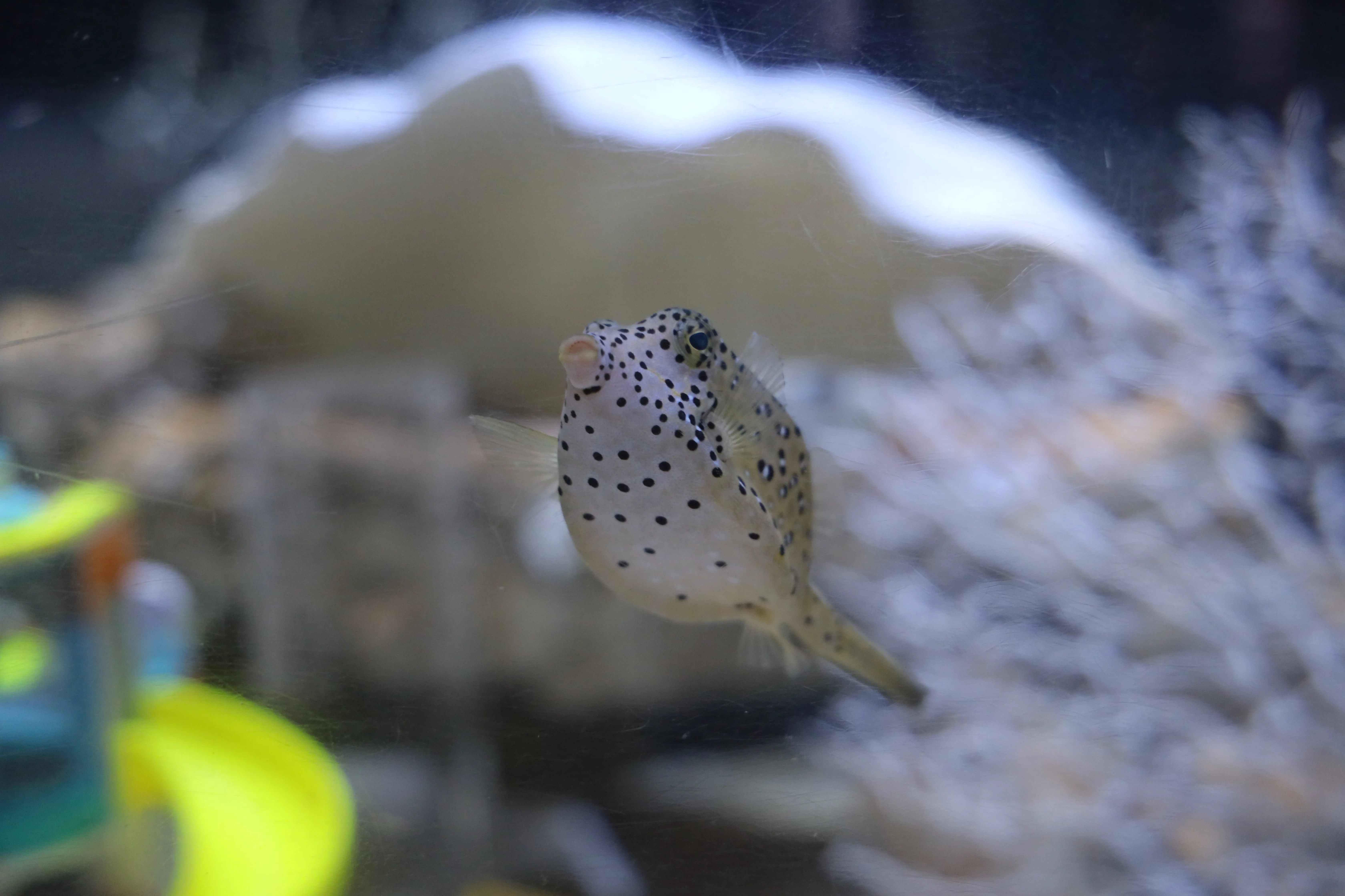  Yellow boxfish at SEA LIFE COEX, Seoul Aquarium