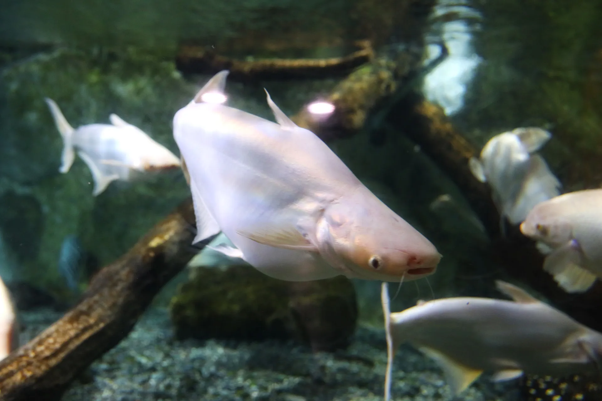 Iridescent shark catfish at SEA LIFE COEX, Seoul Aquarium