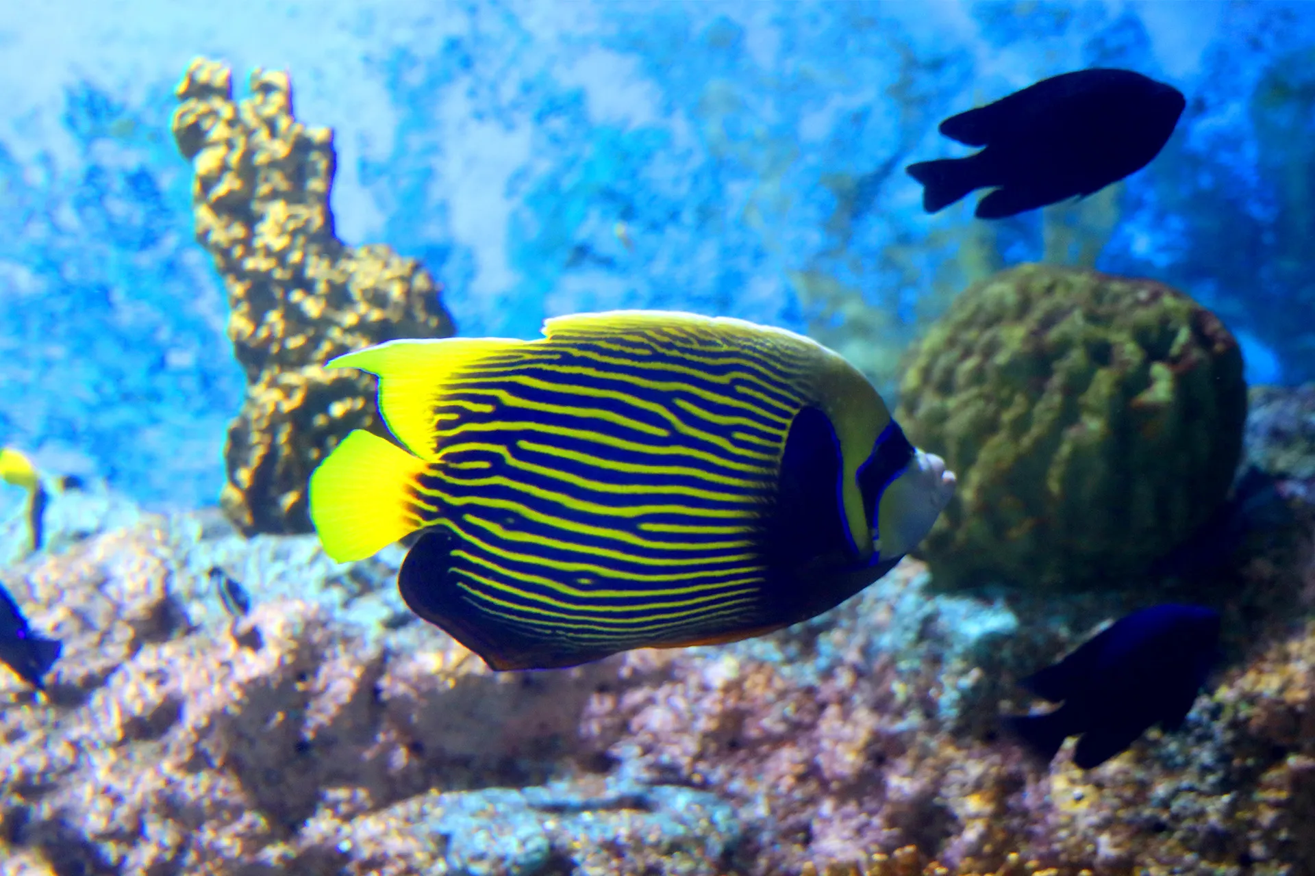 Emperor angelfish at COEX Aquarium