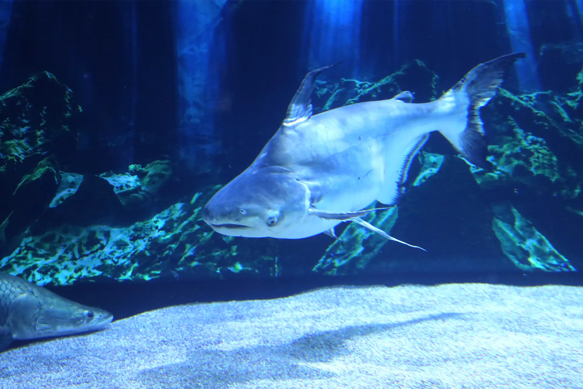 Pangasius at SEA LIFE COEX, Seoul Aquarium