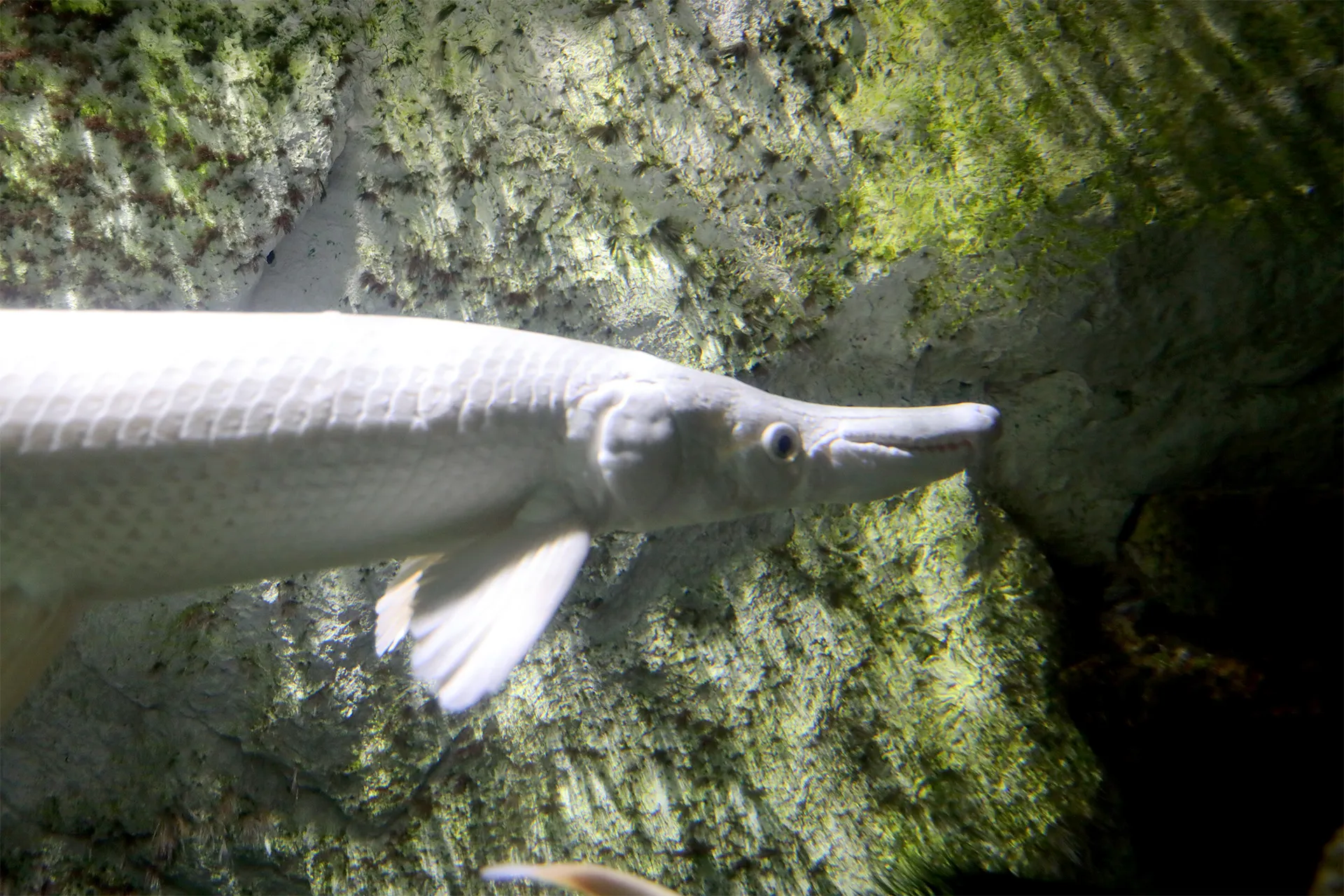 Alligator gar at SEA LIFE COEX, Seoul Aquarium