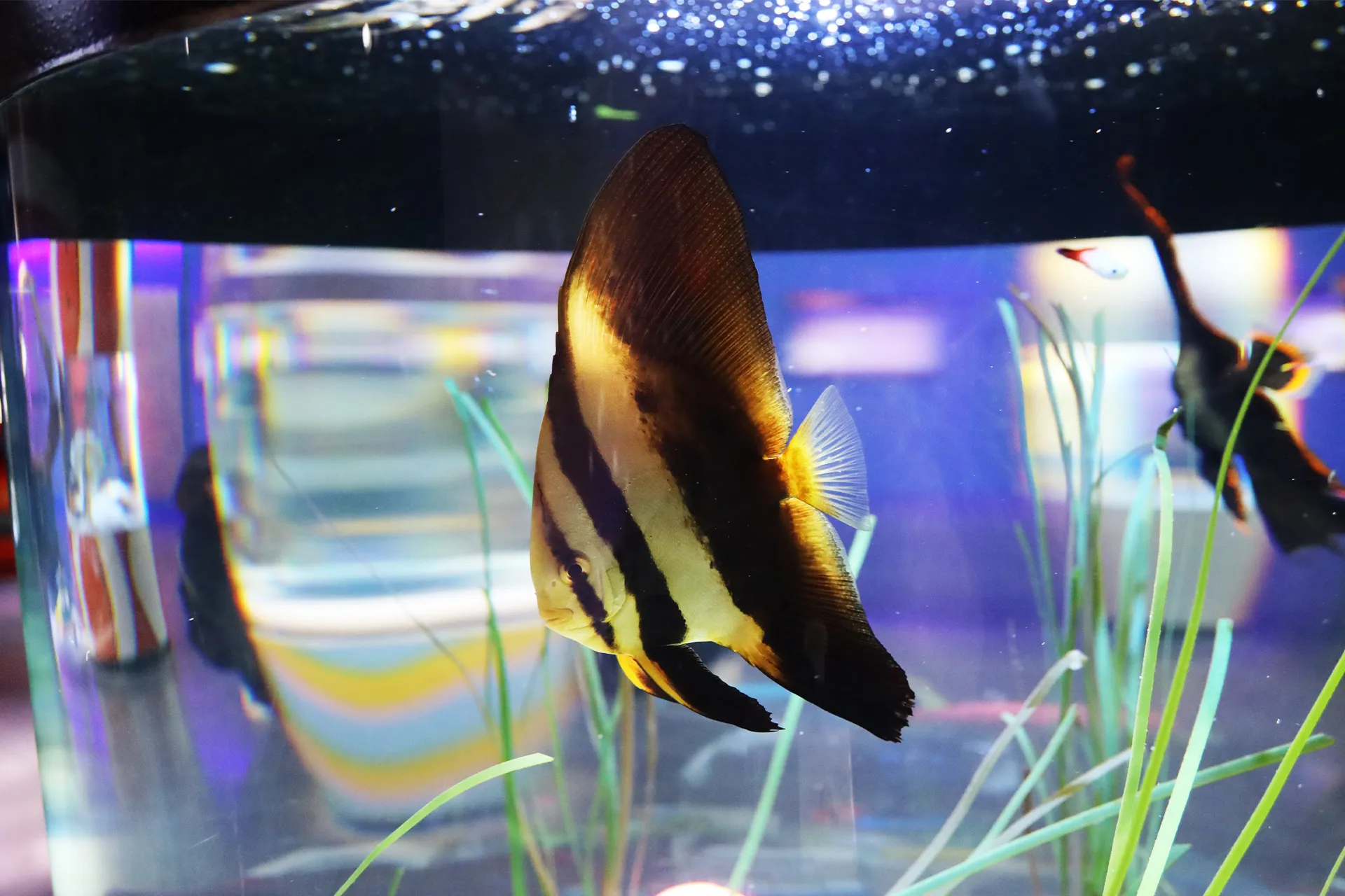 Longfin batfish at SEA LIFE COEX, Seoul Aquarium