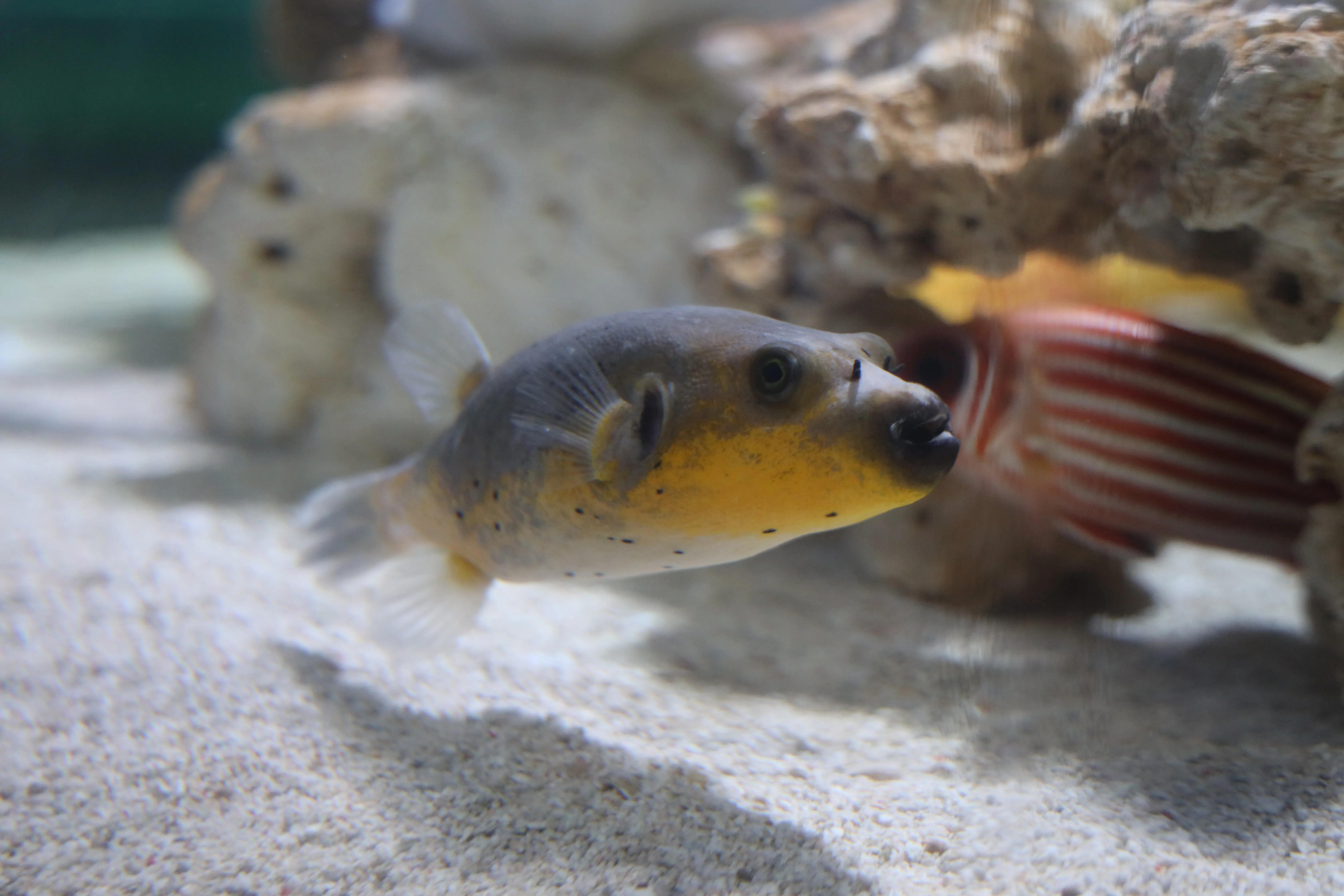 Blackspotted puffer at SEA LIFE COEX, Seoul Aquarium