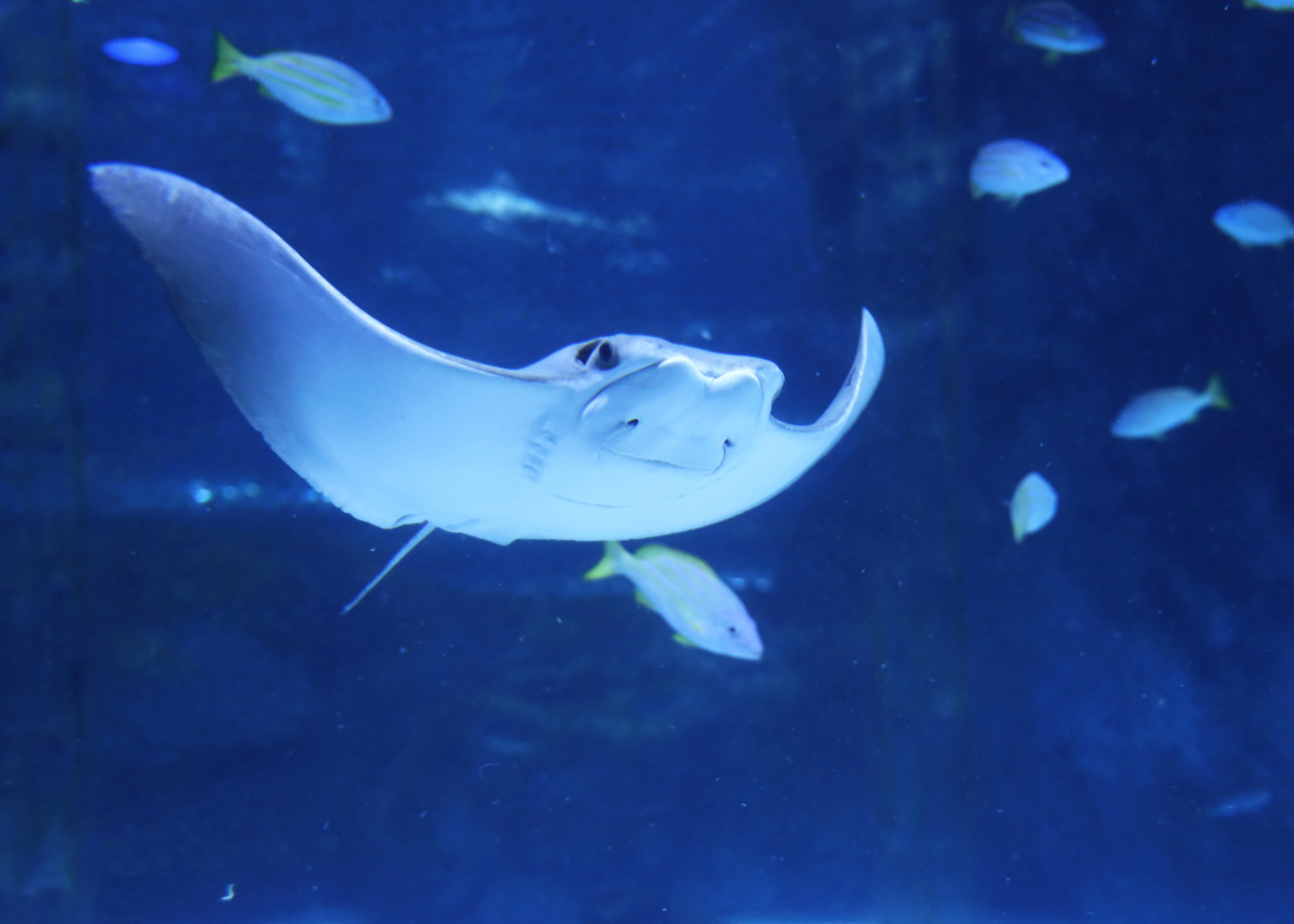 Ray at Coex aquarium