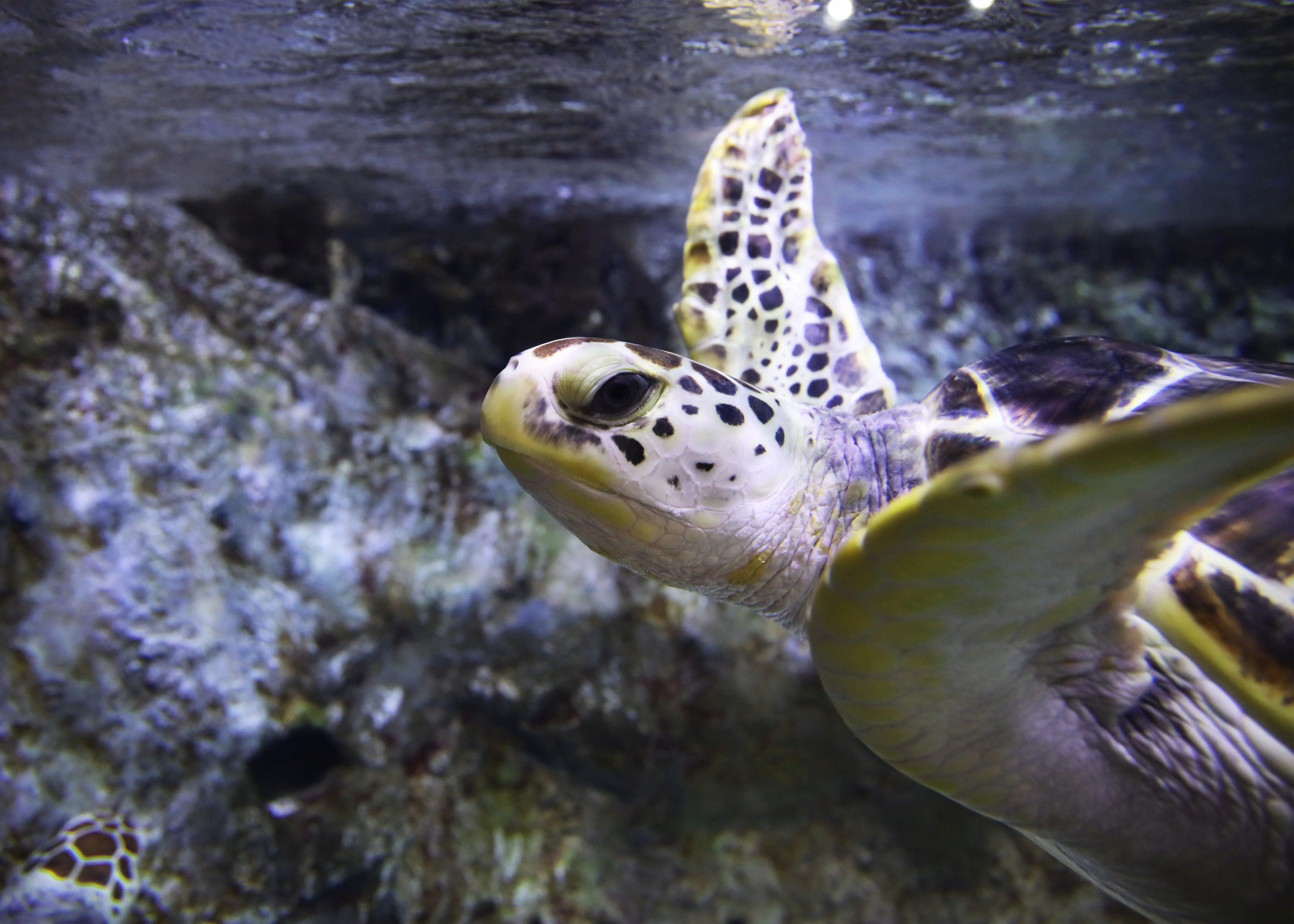 Green Sea Turtle at COEX Aquarium