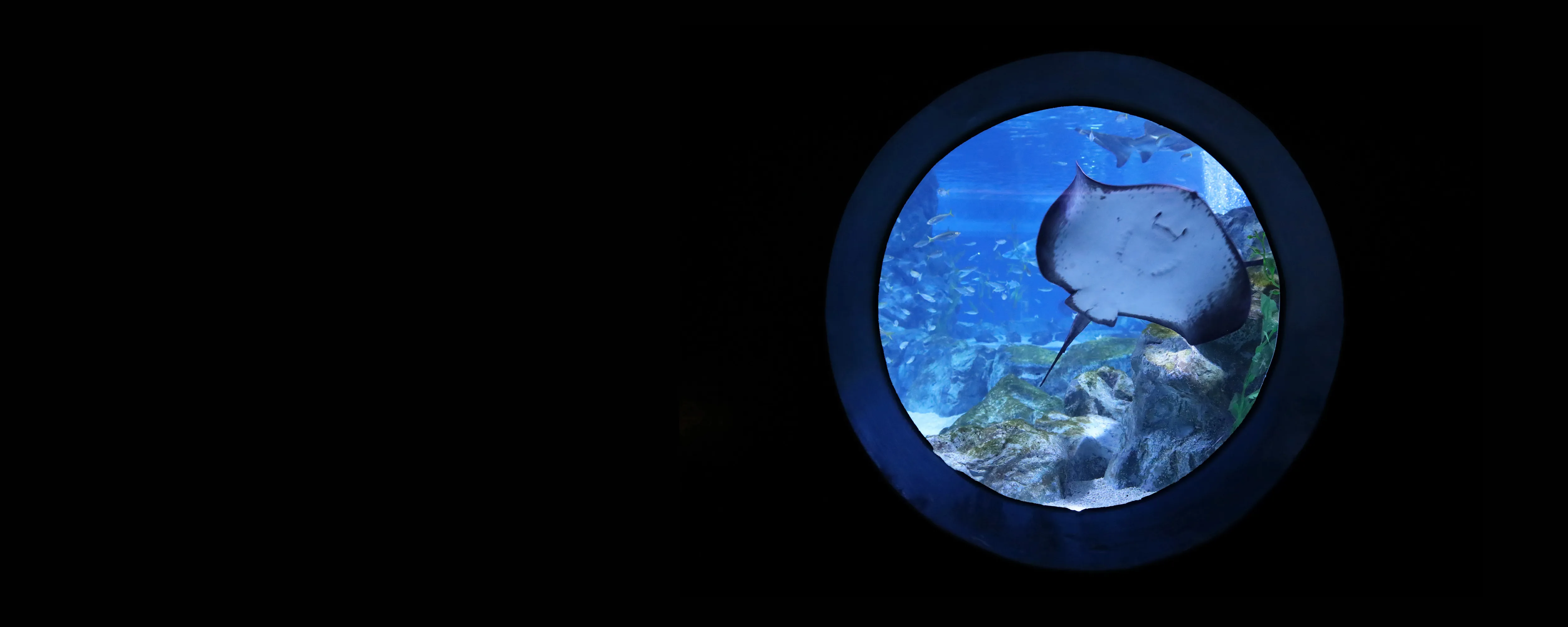 Deepblue sea tunnel