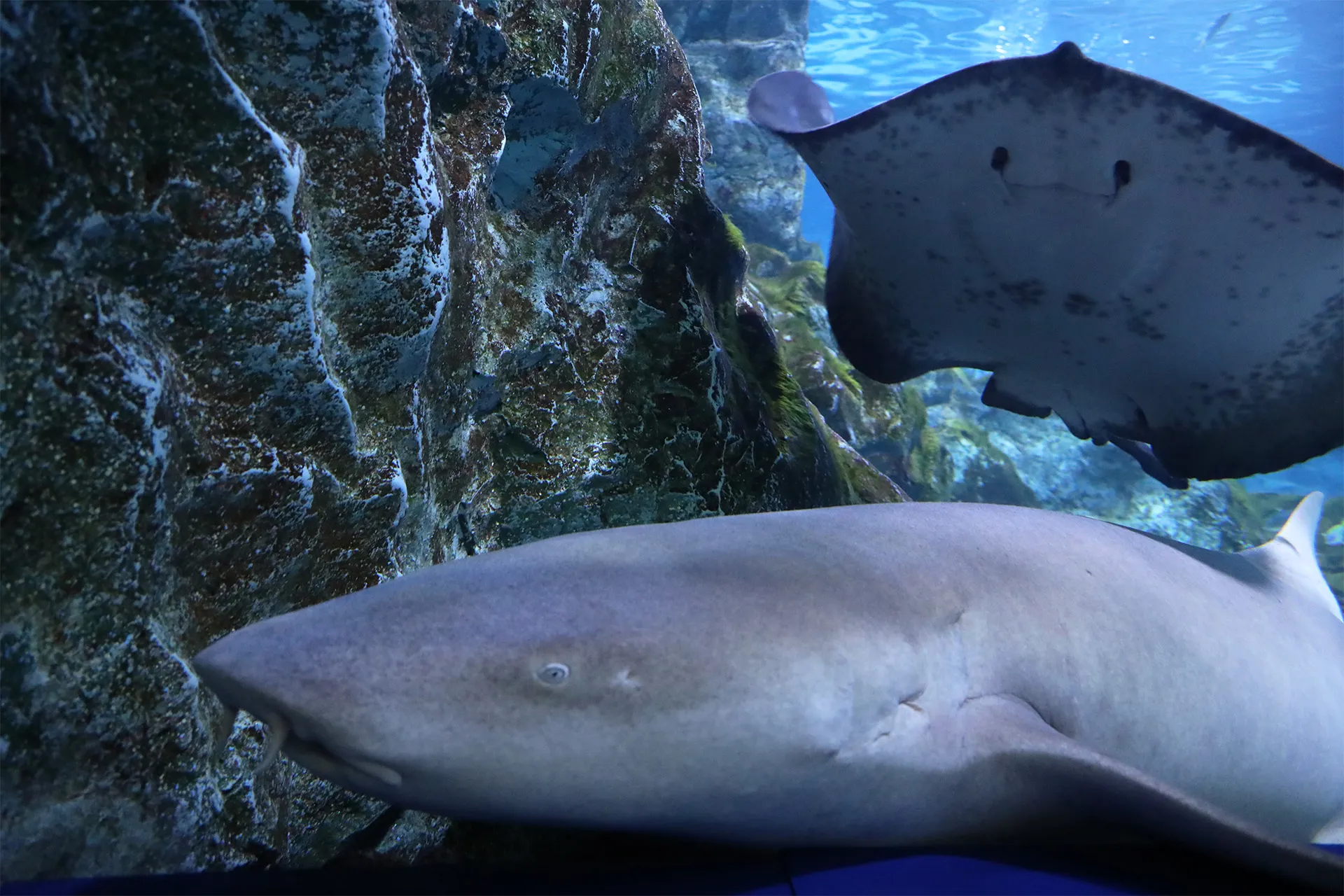 Shark at Coex aquarium
