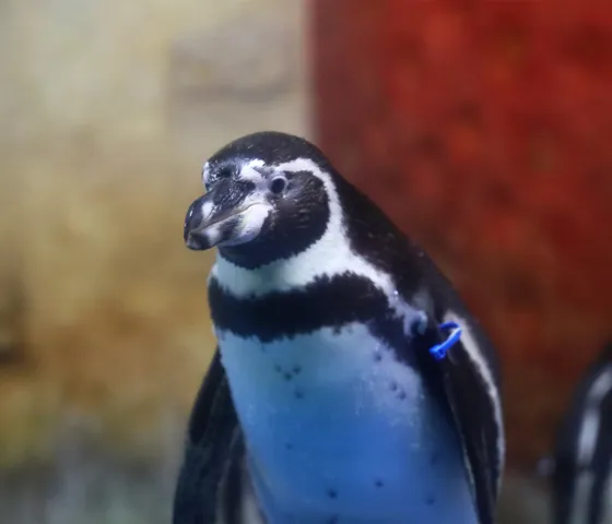 Humboldt Penguin at COEX Aquarium