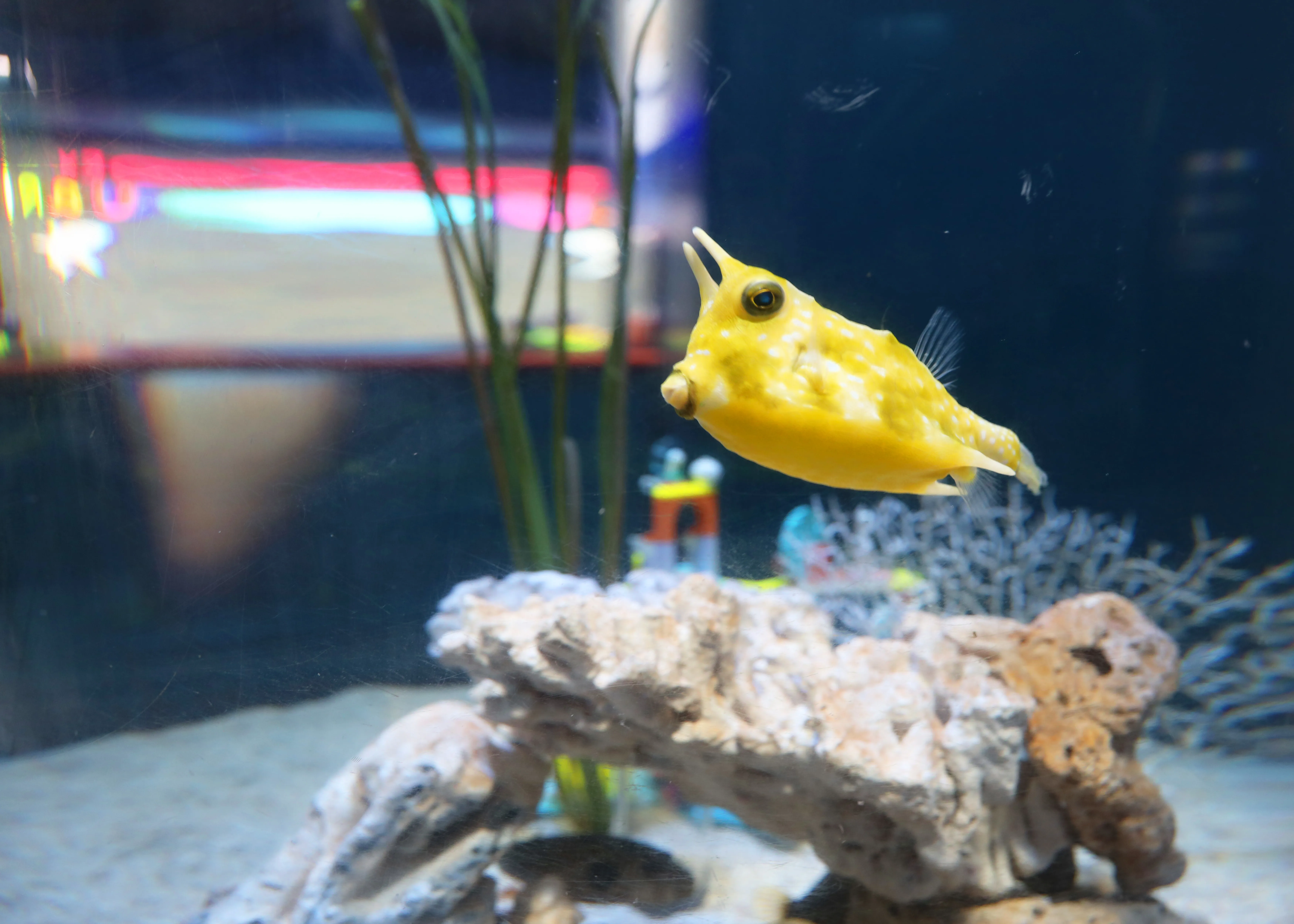 Long Horn Cowfish at COEX Aquarium