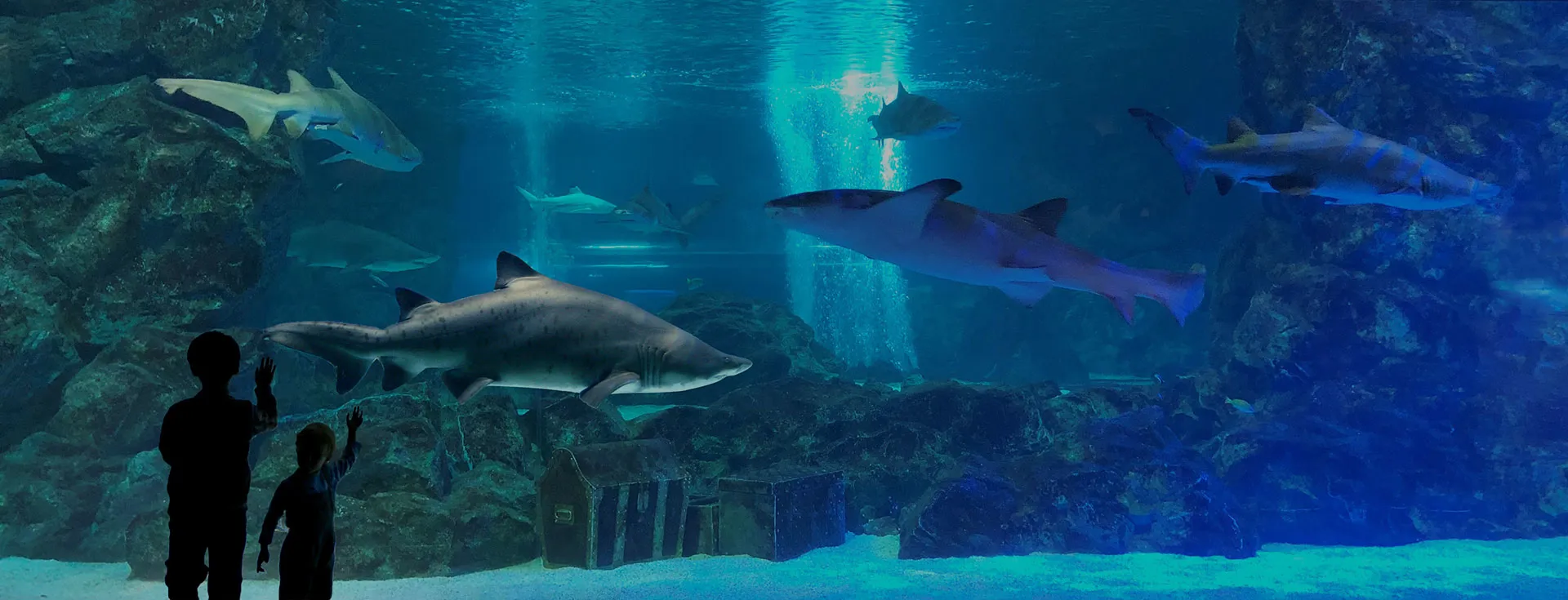 Sharks at Coex aquarium