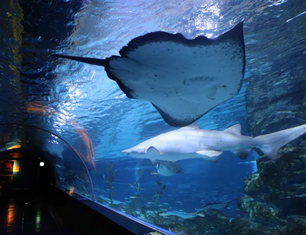 Ray at Coex aquarium