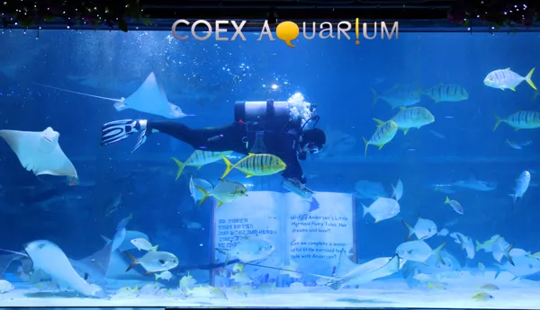 Ray feeding show