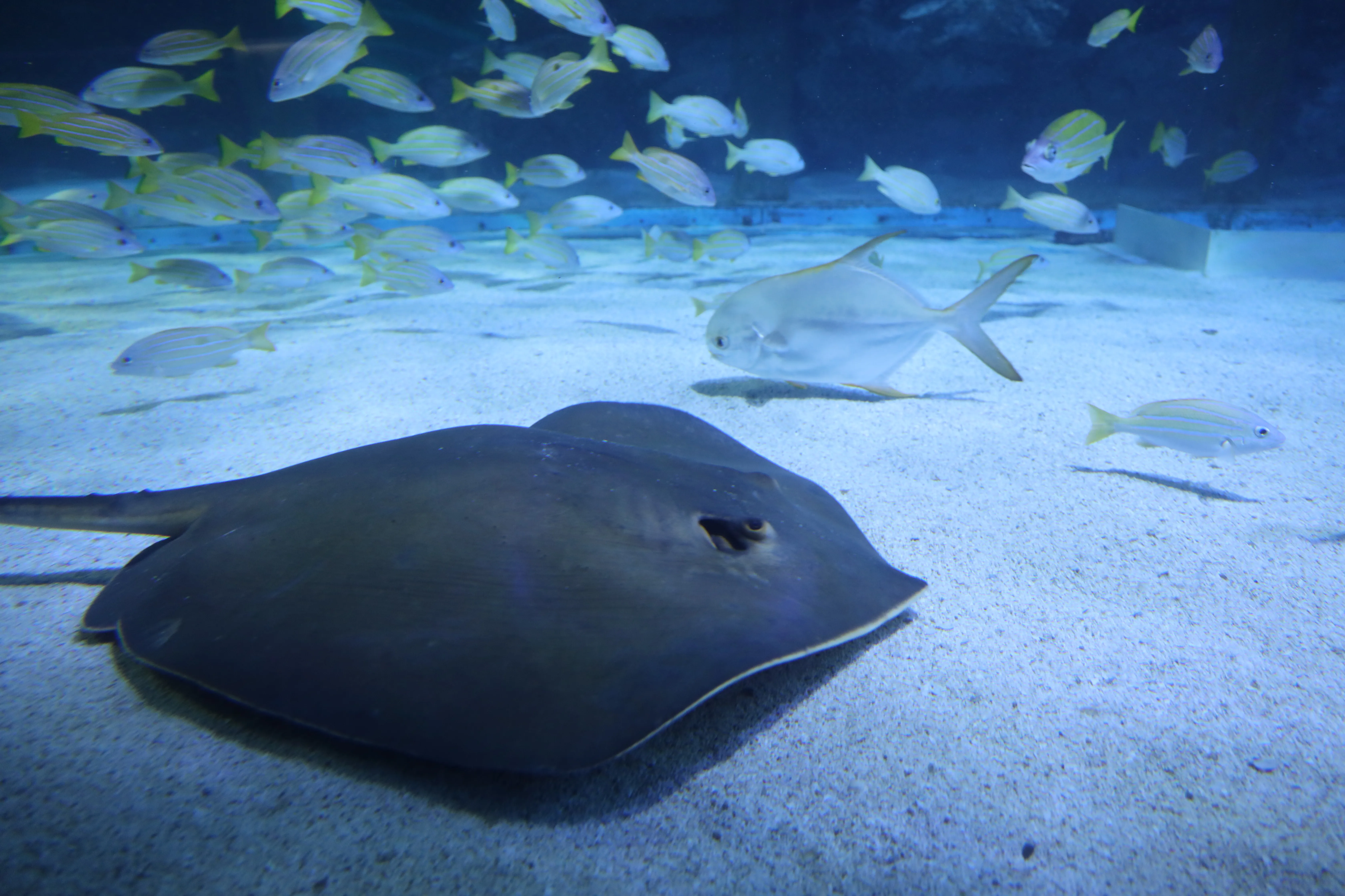 Ray at Coex aquarium