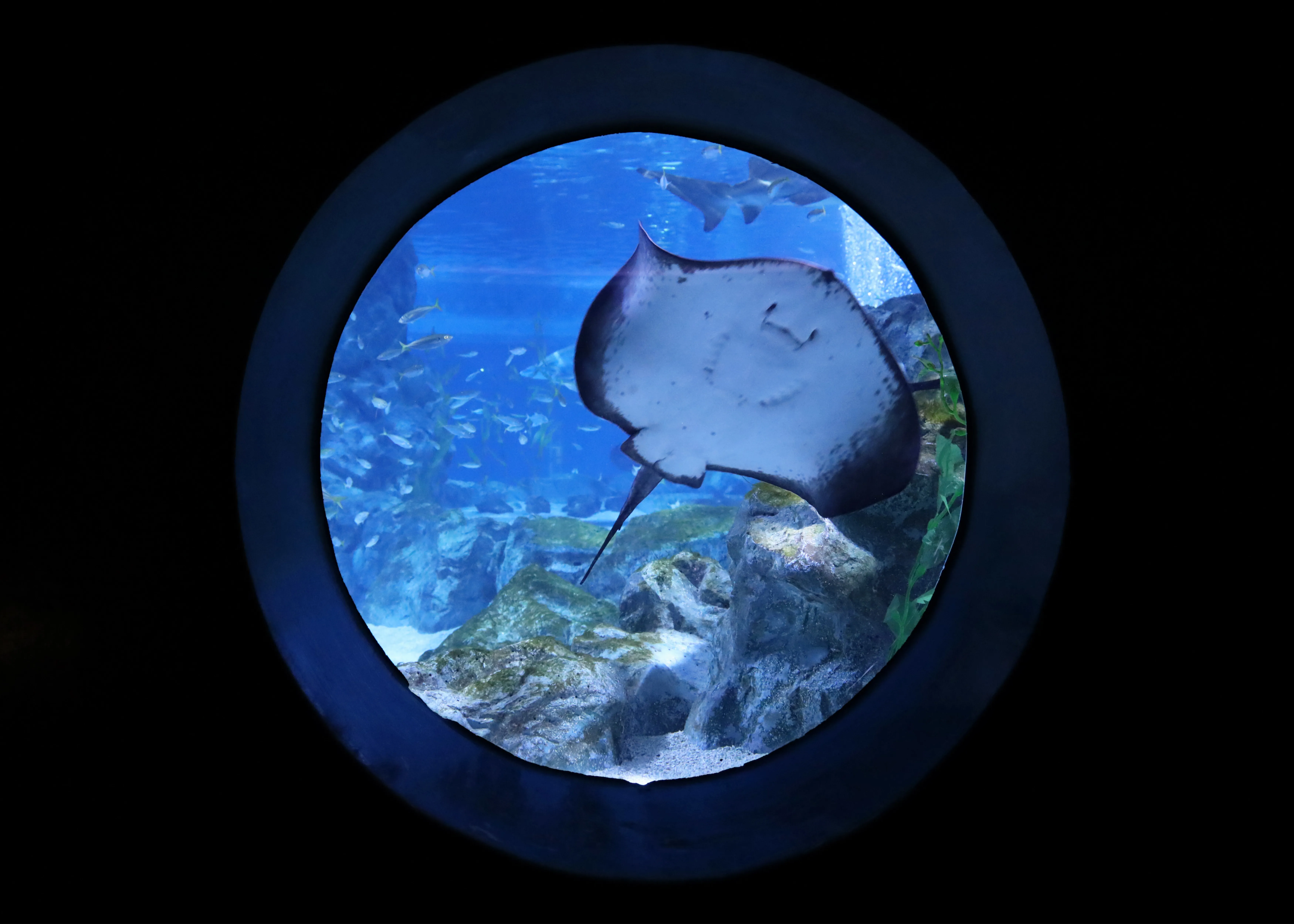 Ray at COEX Aquarium