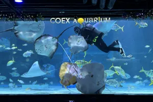 Ray feeding show