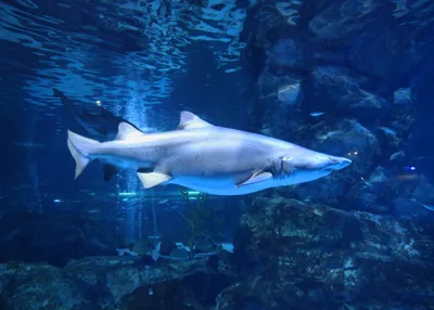 Sand Tiger Shark at COEX Aquarium