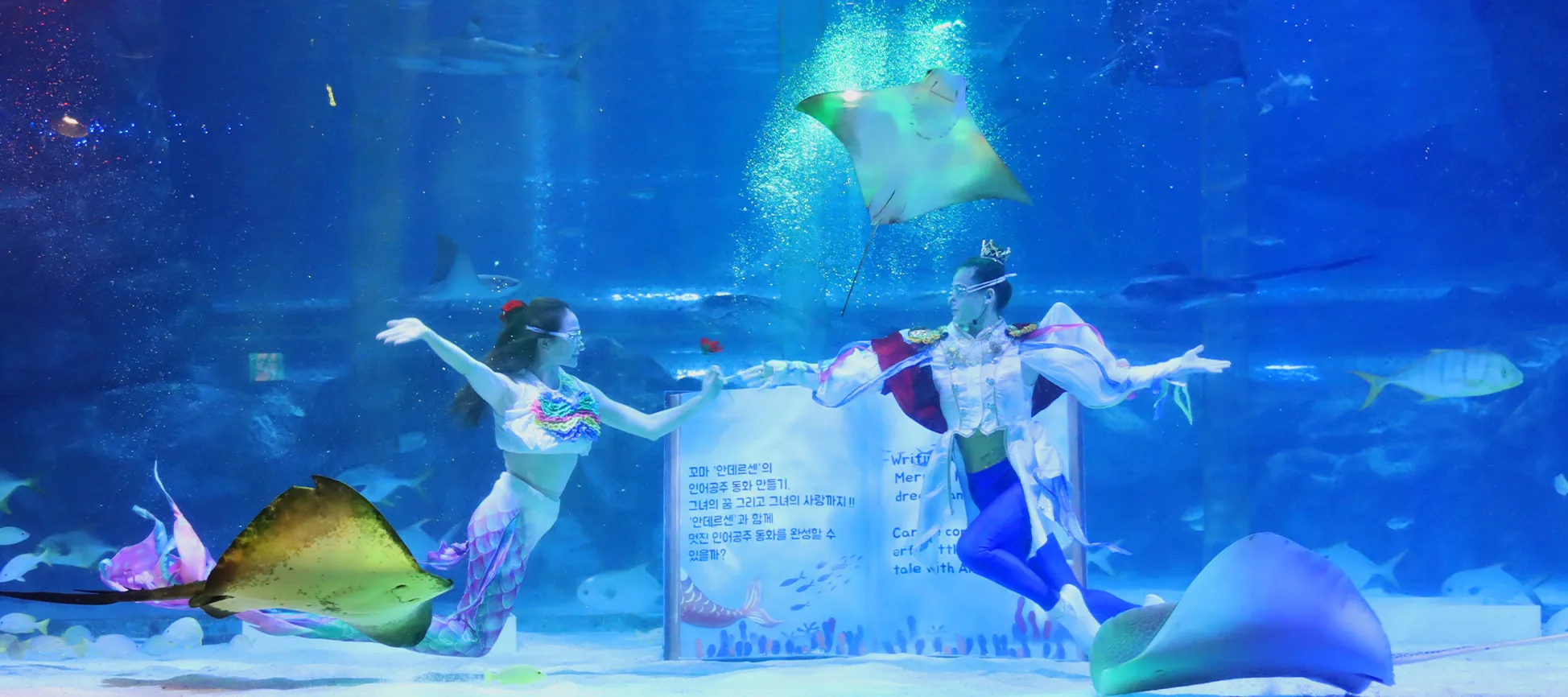 Mermaid show of Coex aquarium 