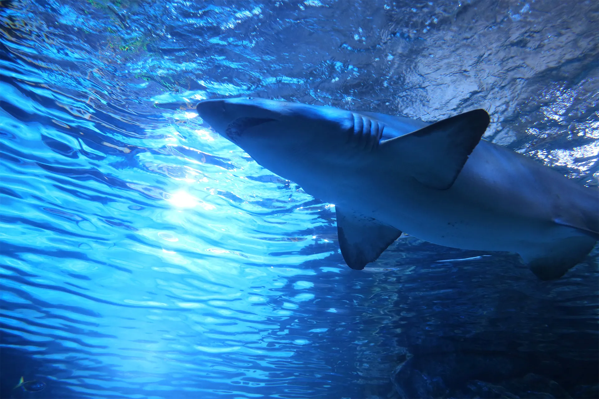 Sandtiger shark at Coex aquarium