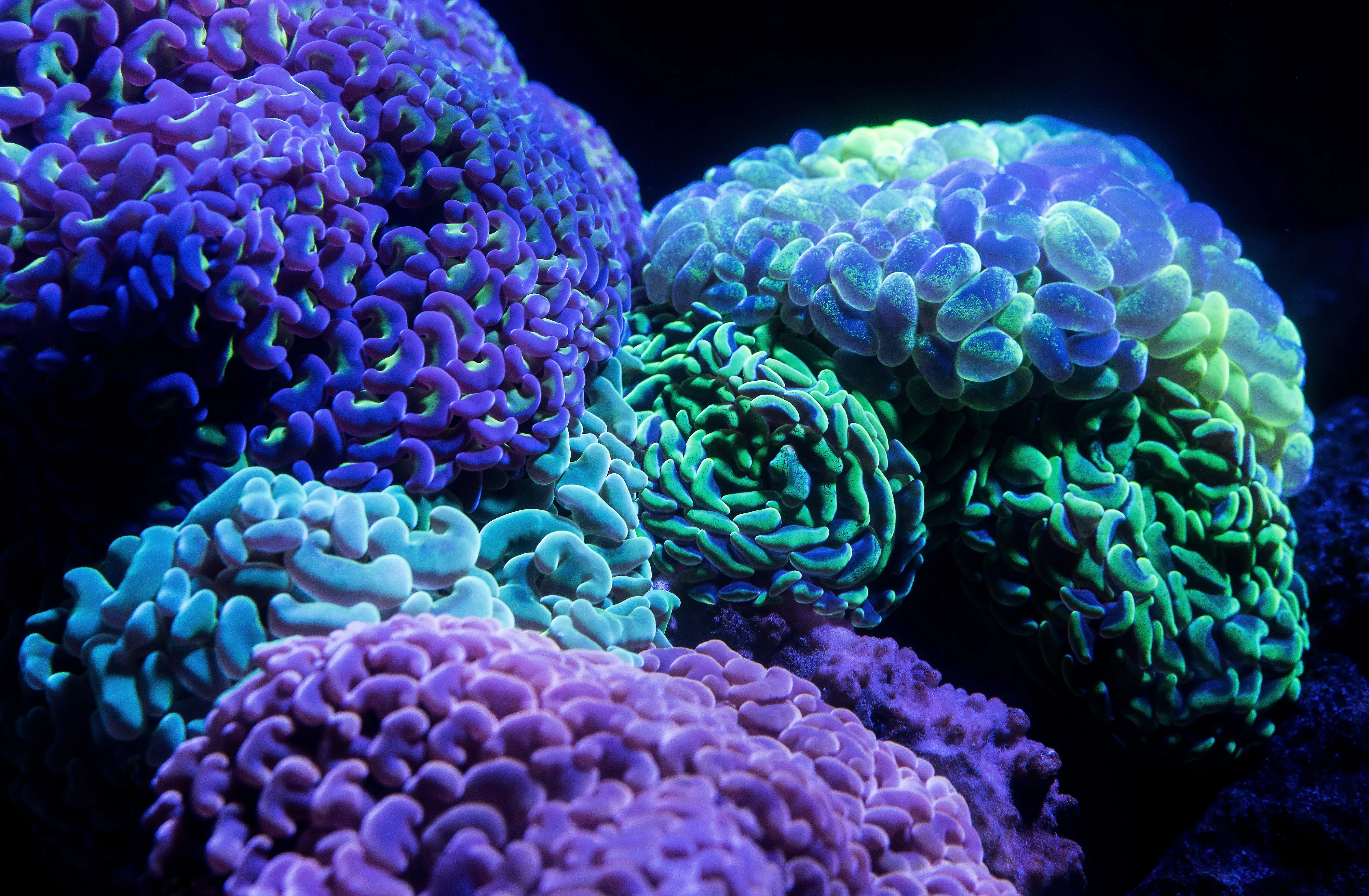 Coral David Clode 585336 Unsplash