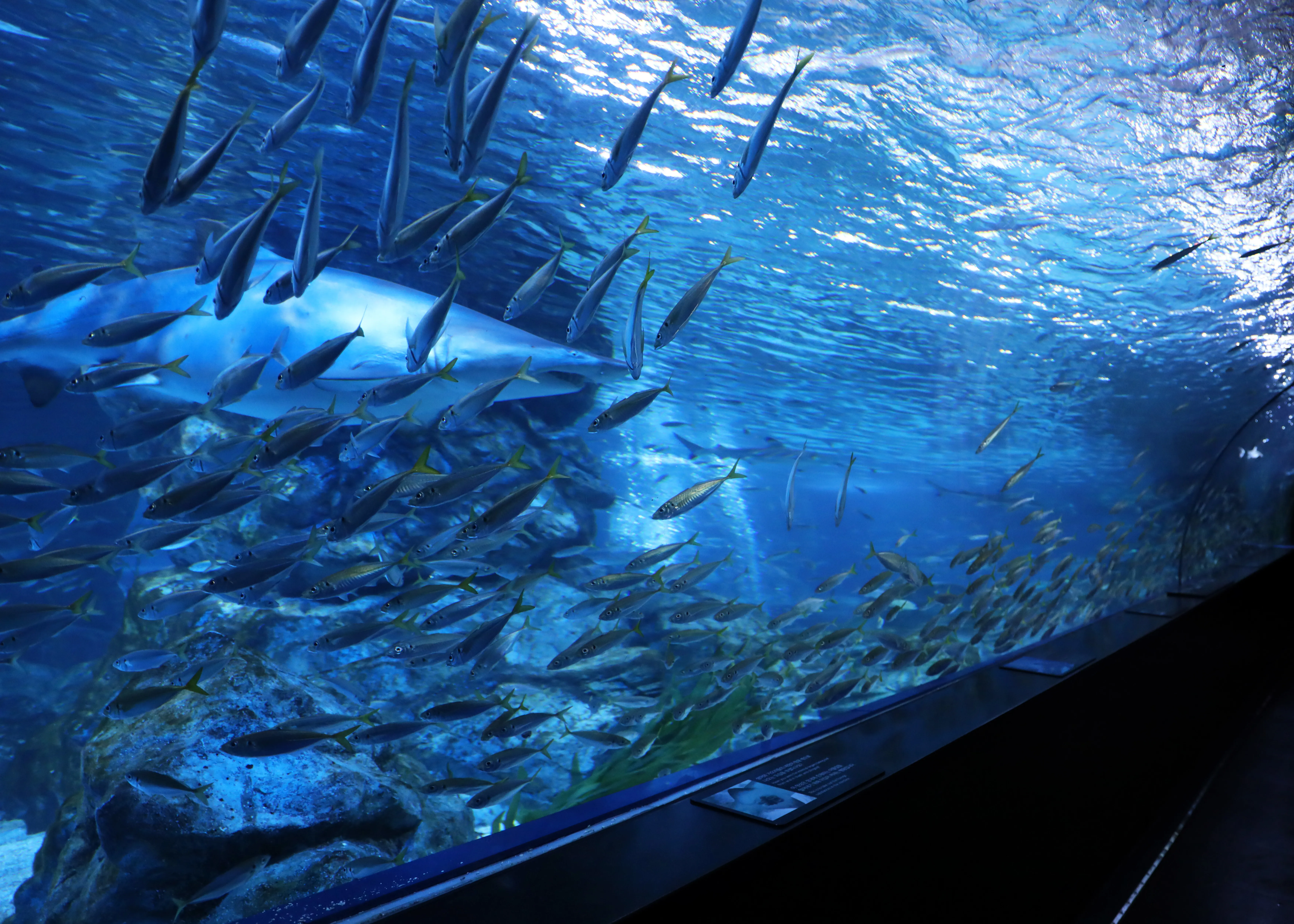 Sandtiger shark at Coex aquarium