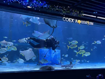 Ray feeding show