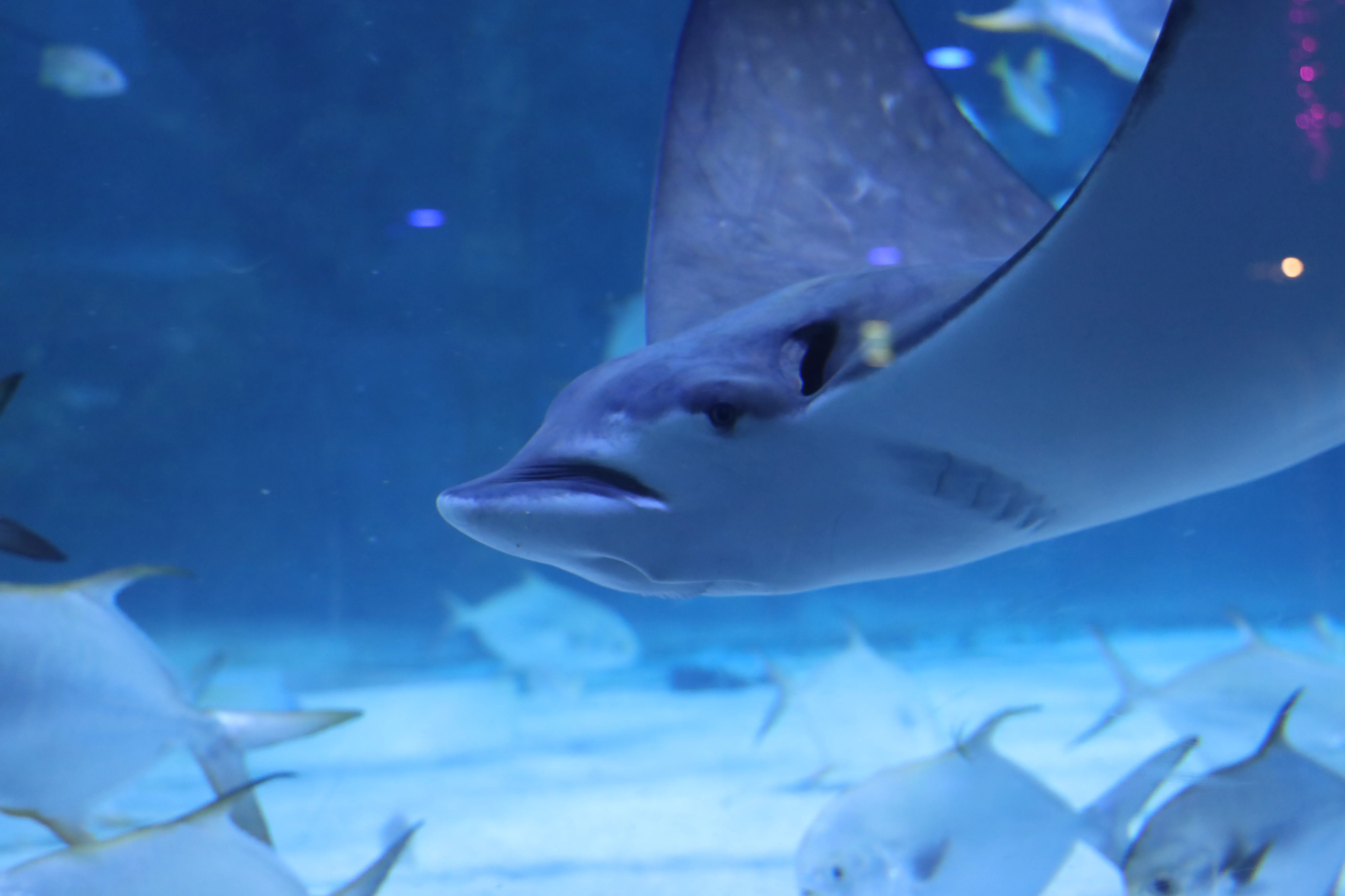 Ray at Coex aquarium