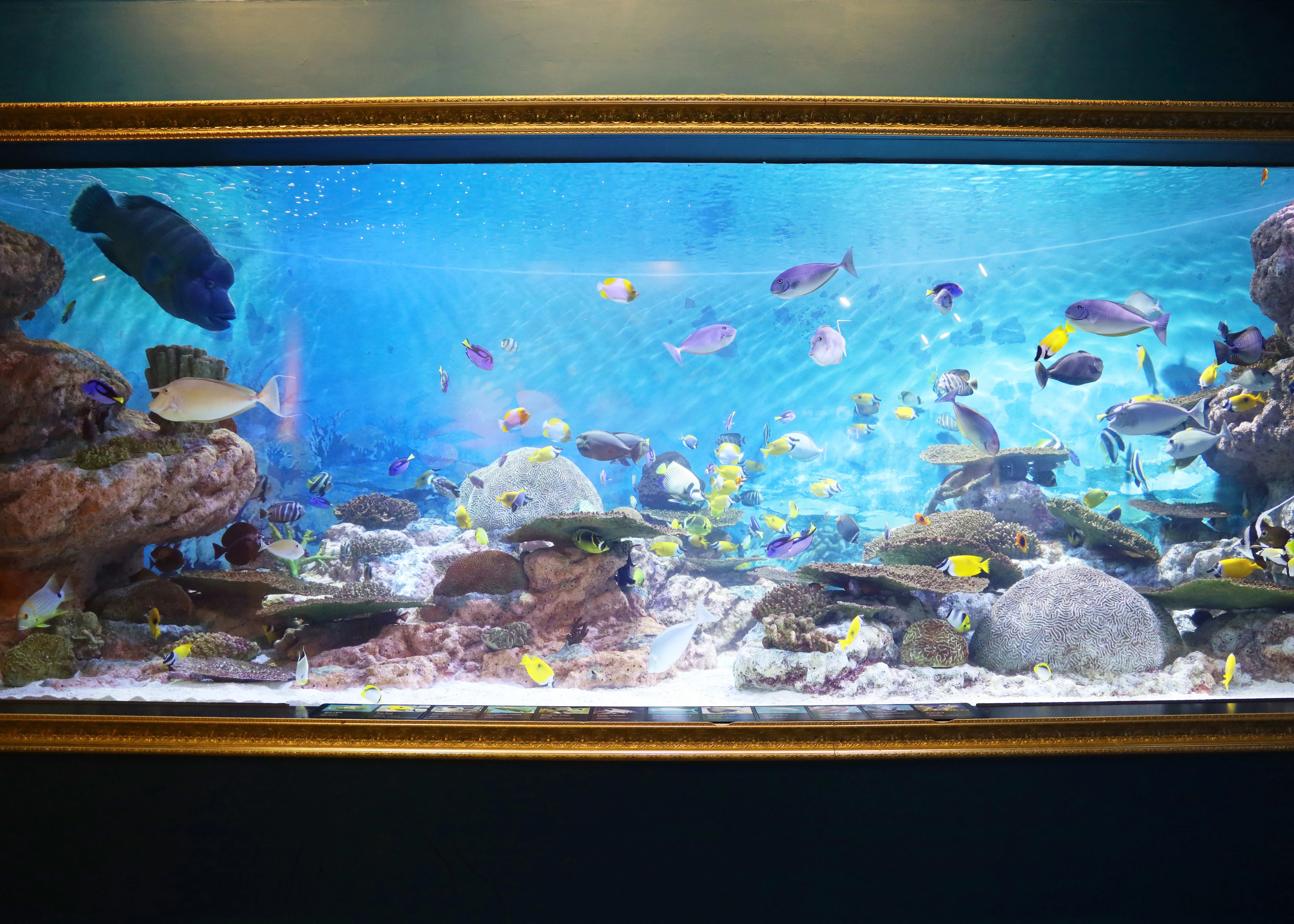 Living Reef Gallery at COEX Aquarium