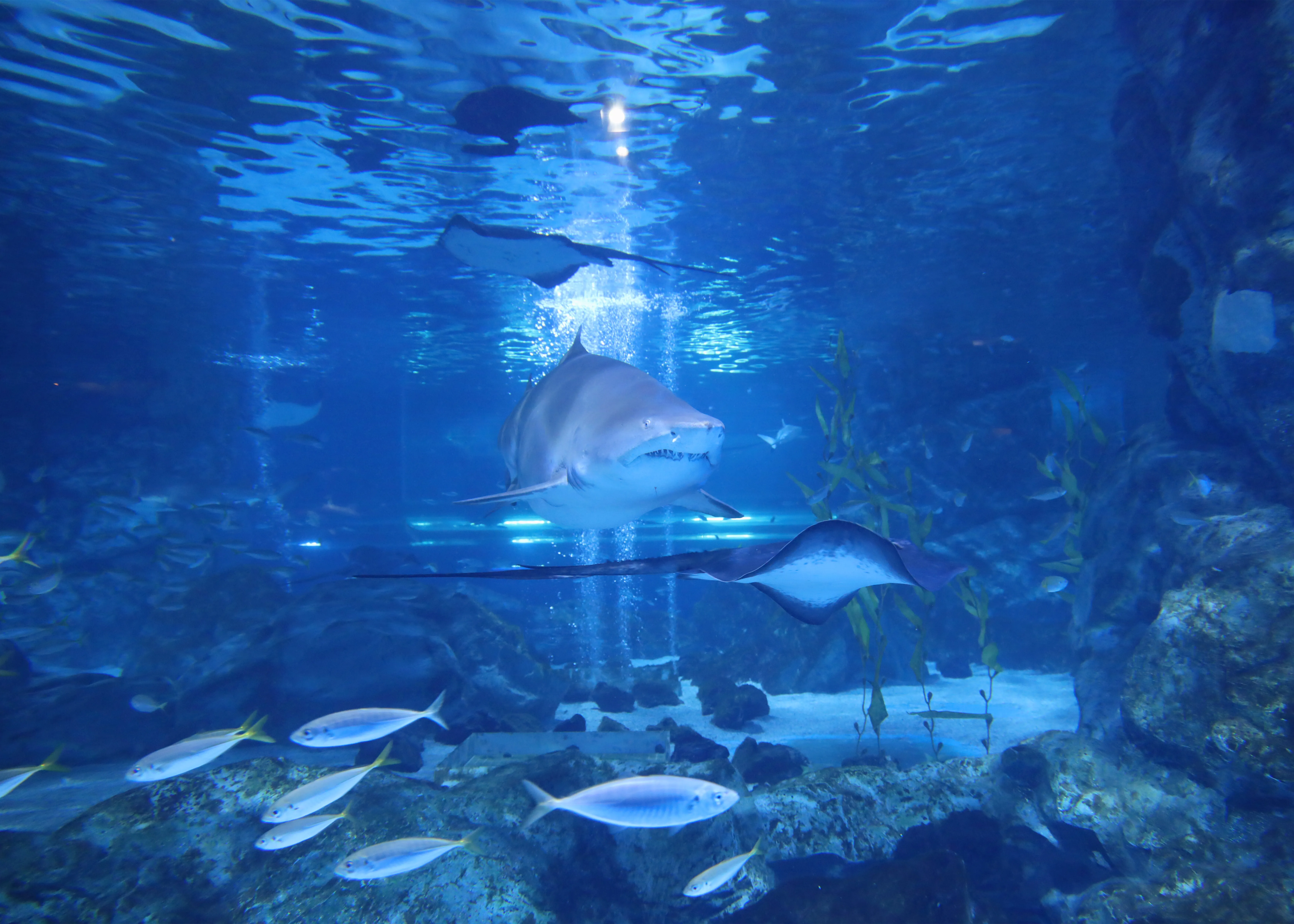 Sandtiger shark at Coex aquarium