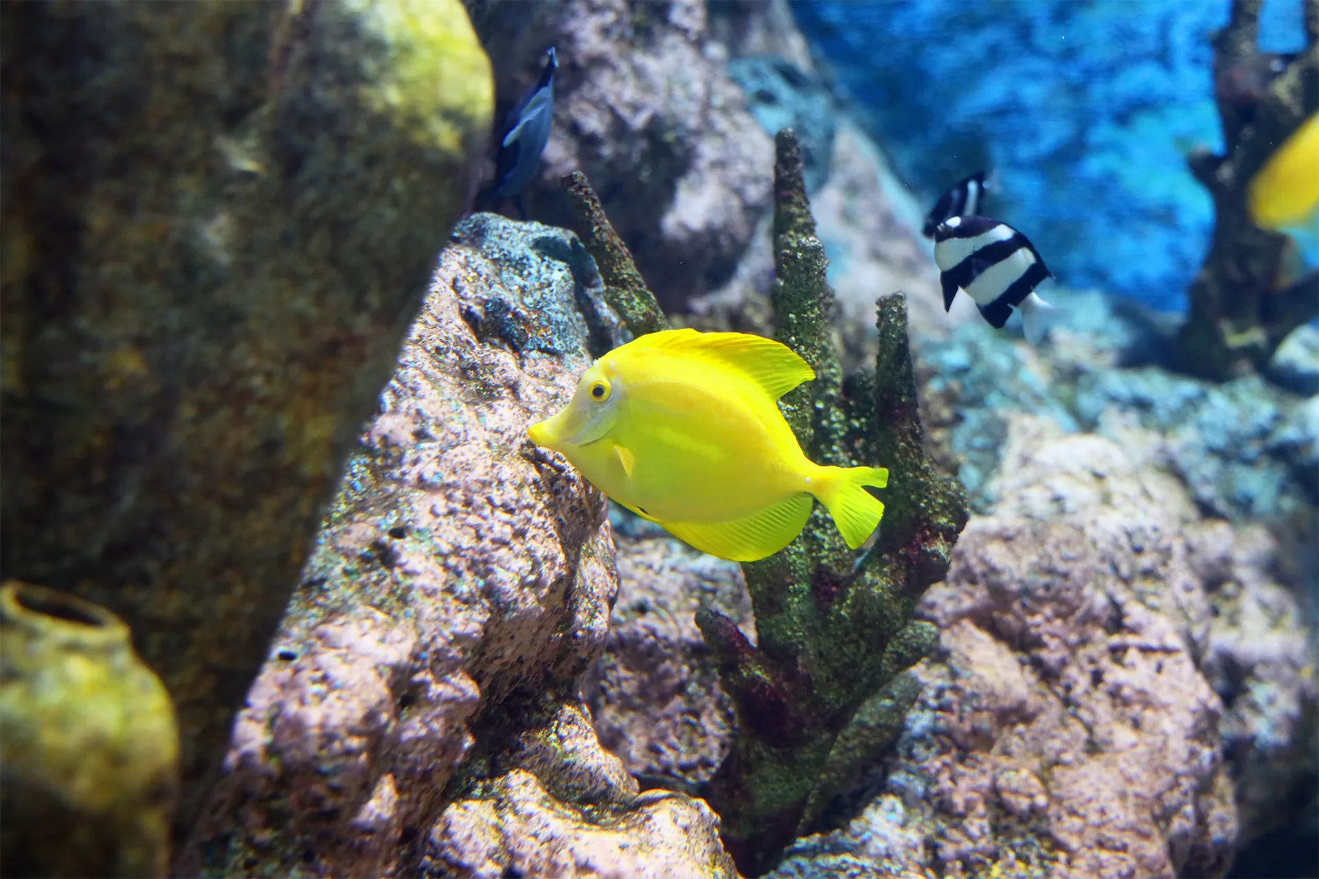 Yellow Tang at COEX Aquarium