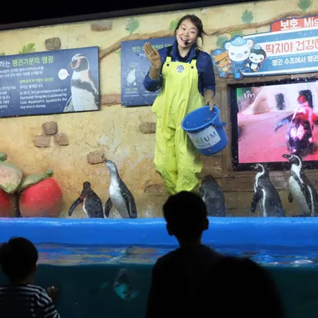 Feeding Penguin