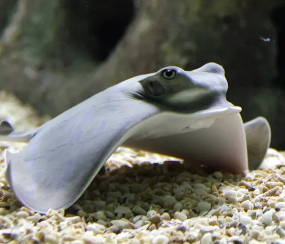 Ray at Coex Aquarium