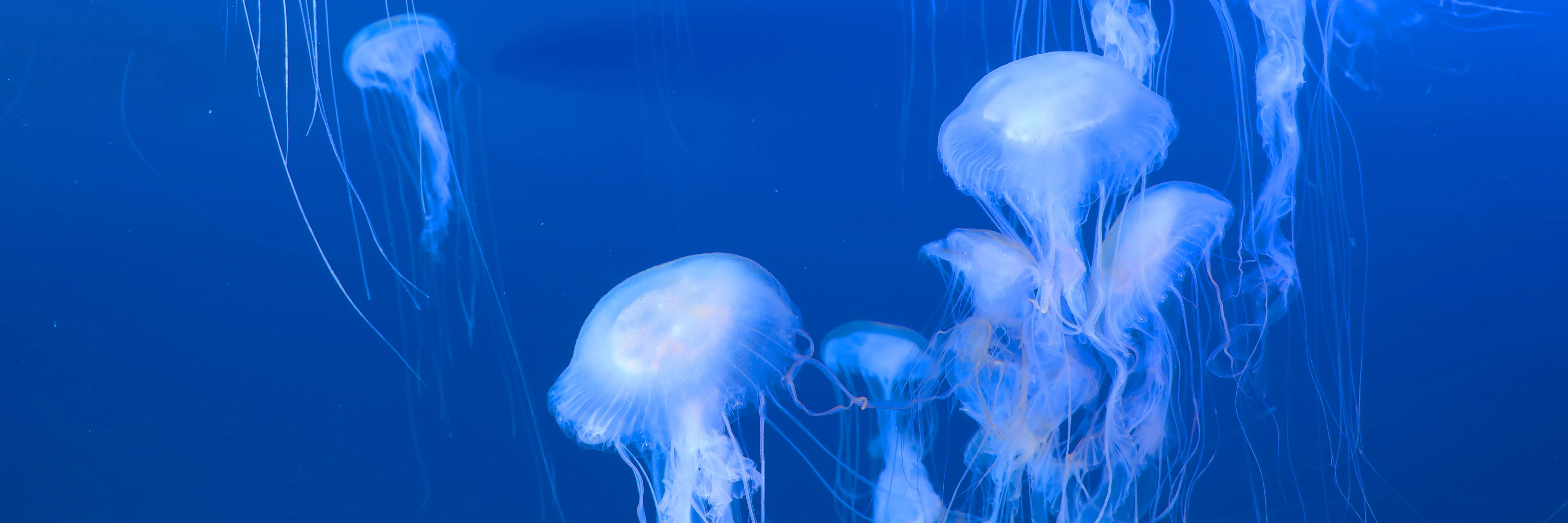 Amakusa jellyfish at COEX Aquarium